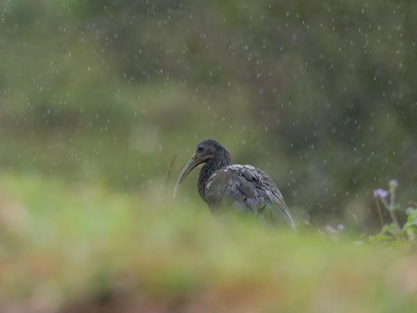 <h3><a href="/trips/costa-rica/biota/animalia/chordata/aves/015 pelecaniformes/001 threskiornithidae/mesembrinibis cayennensis/mesembrinibis cayennensis-nl.html">Mesembrinibis&nbsp;cayennensis</a> / Green&nbsp;ibis / Groene&nbsp;ibis</h3>OM-1 met M.300mm F4.0 + MC-14, 1/800 sec  bij F5.6, ISO 1600, afstand 39.9&nbsp;m